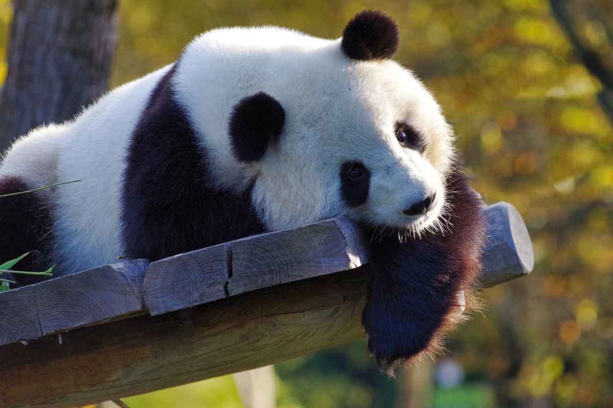 panda pigro