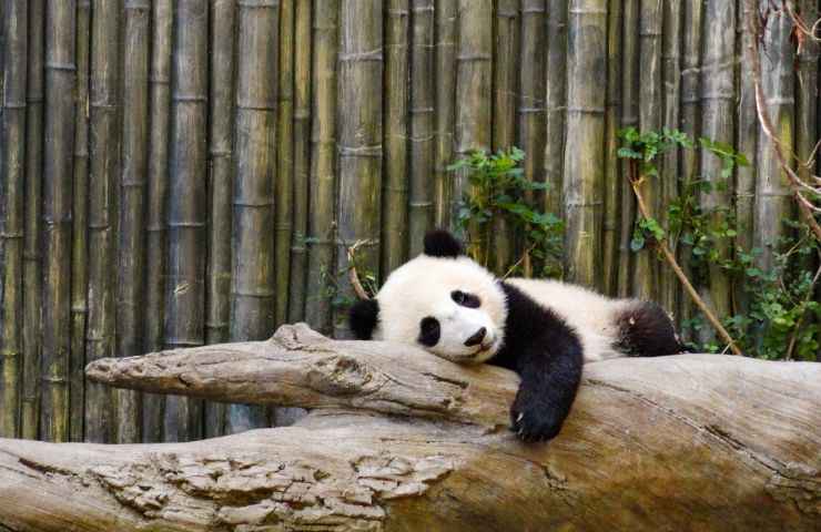 Panda troppo pigro