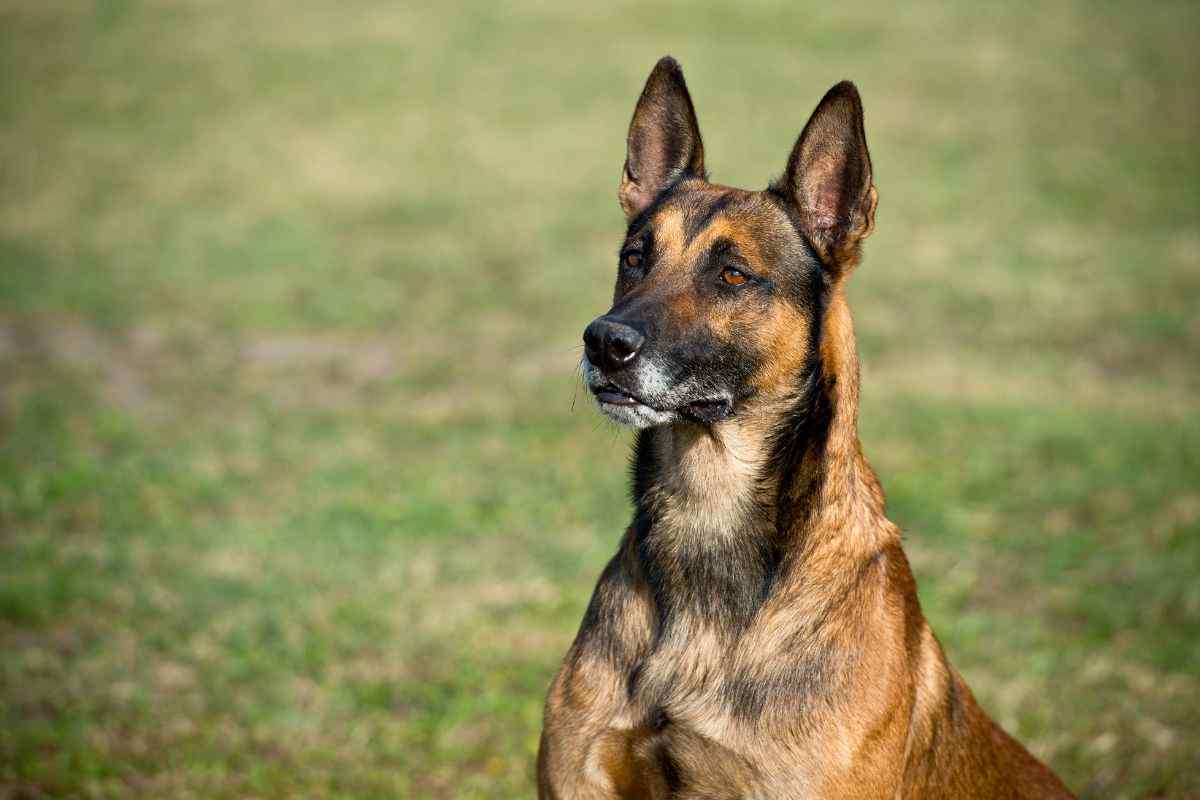 Il cane si difende