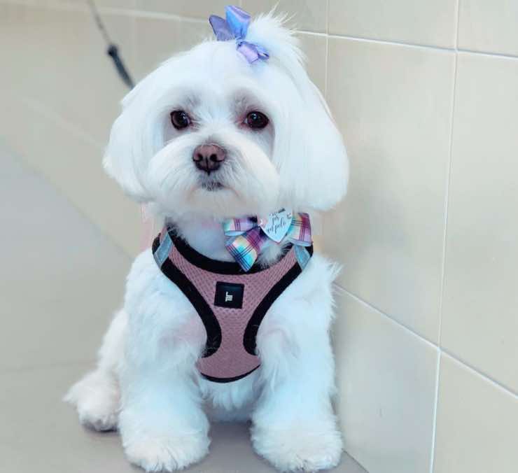cane laura Pausini