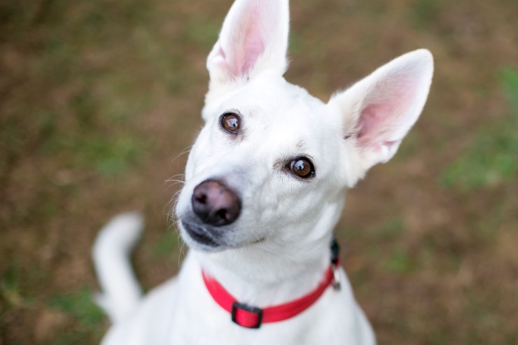 Il linguaggio del nostro cane