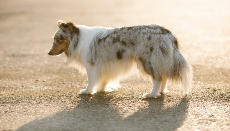 Razze di cani che si ammalano spesso