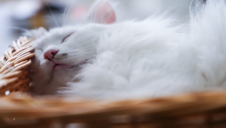 Ore di sonno nel gatto