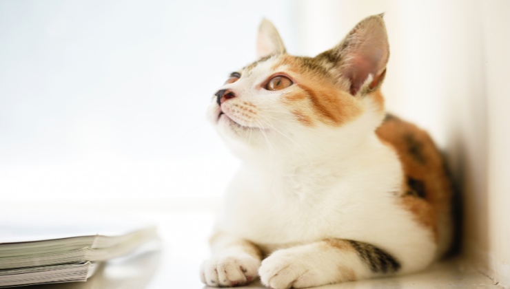 Il gatto e il suo sguardo