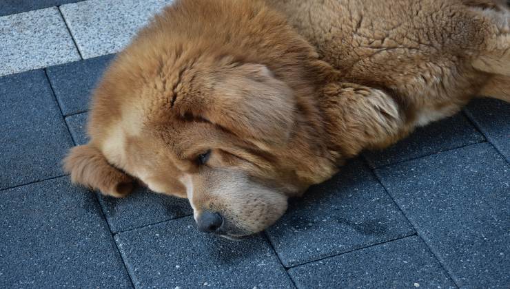 Vermi nella ferita del cane