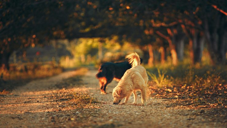 Razze di cani con longevità