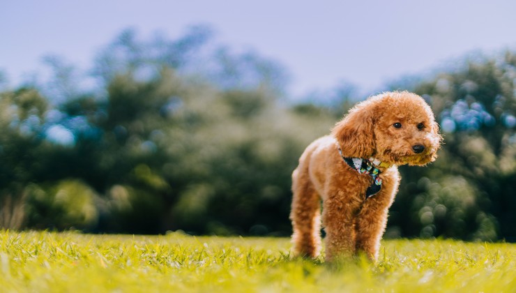 Il cane e le sue curiosità