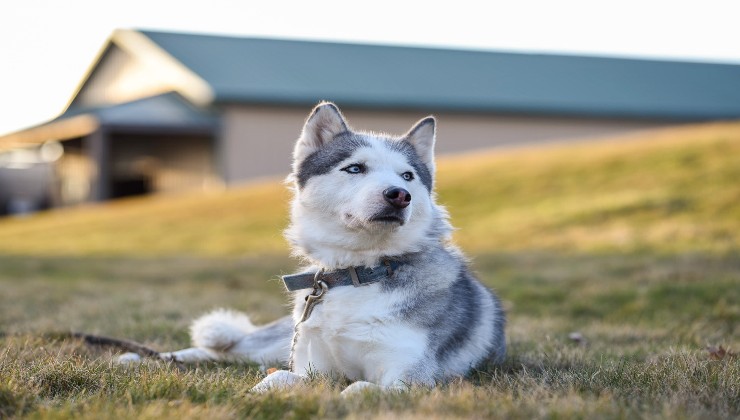 Fido piega la testa mentre gli parliamo