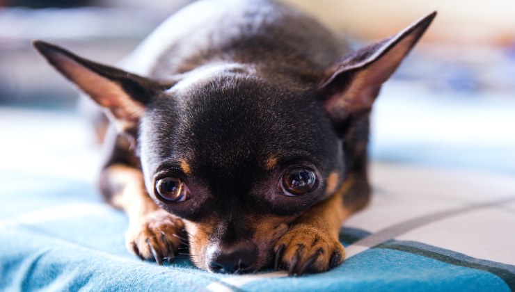 Cagnolini che vivono per molto tempo