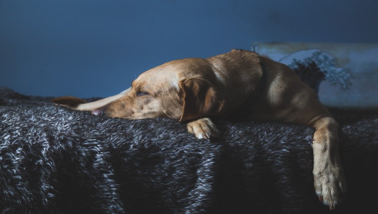 Cane e le ferite con punti di sutura