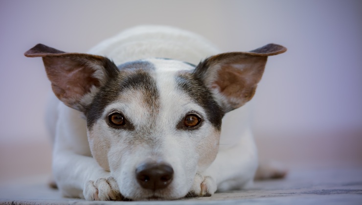 Il cane e la puzza di pesce