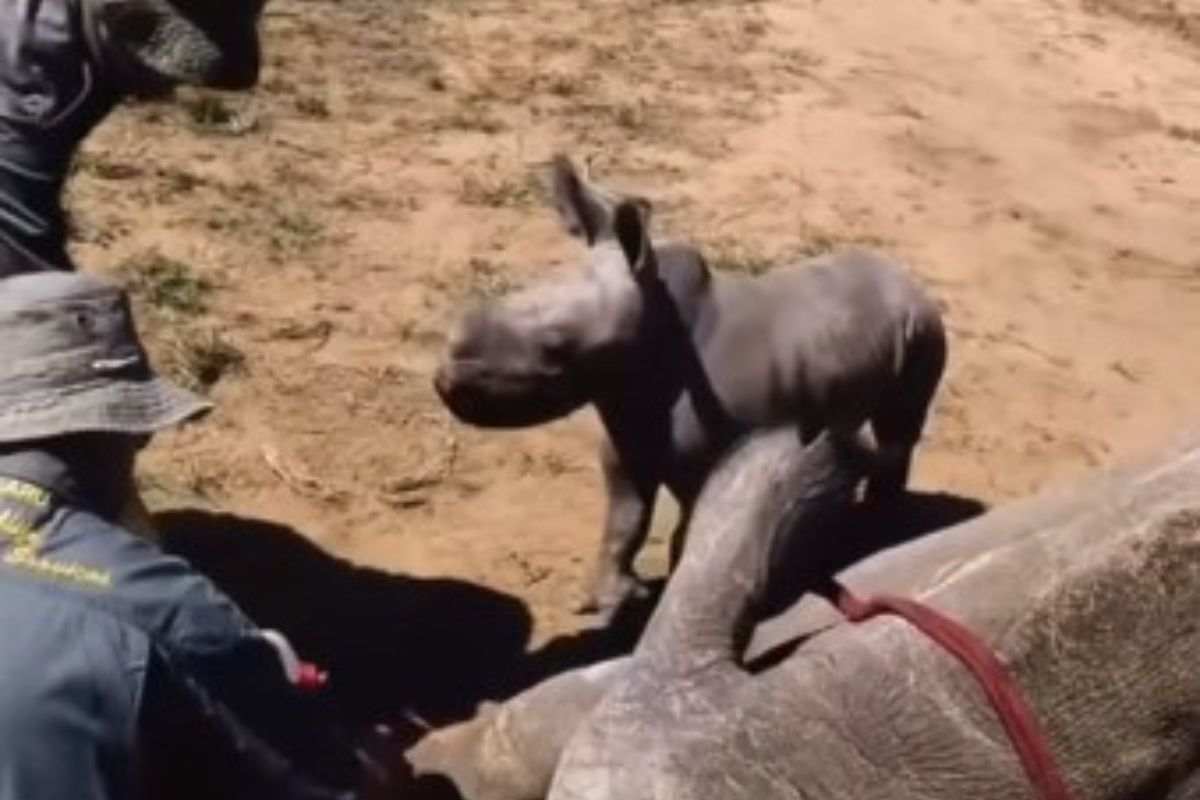rinoceronte mamma