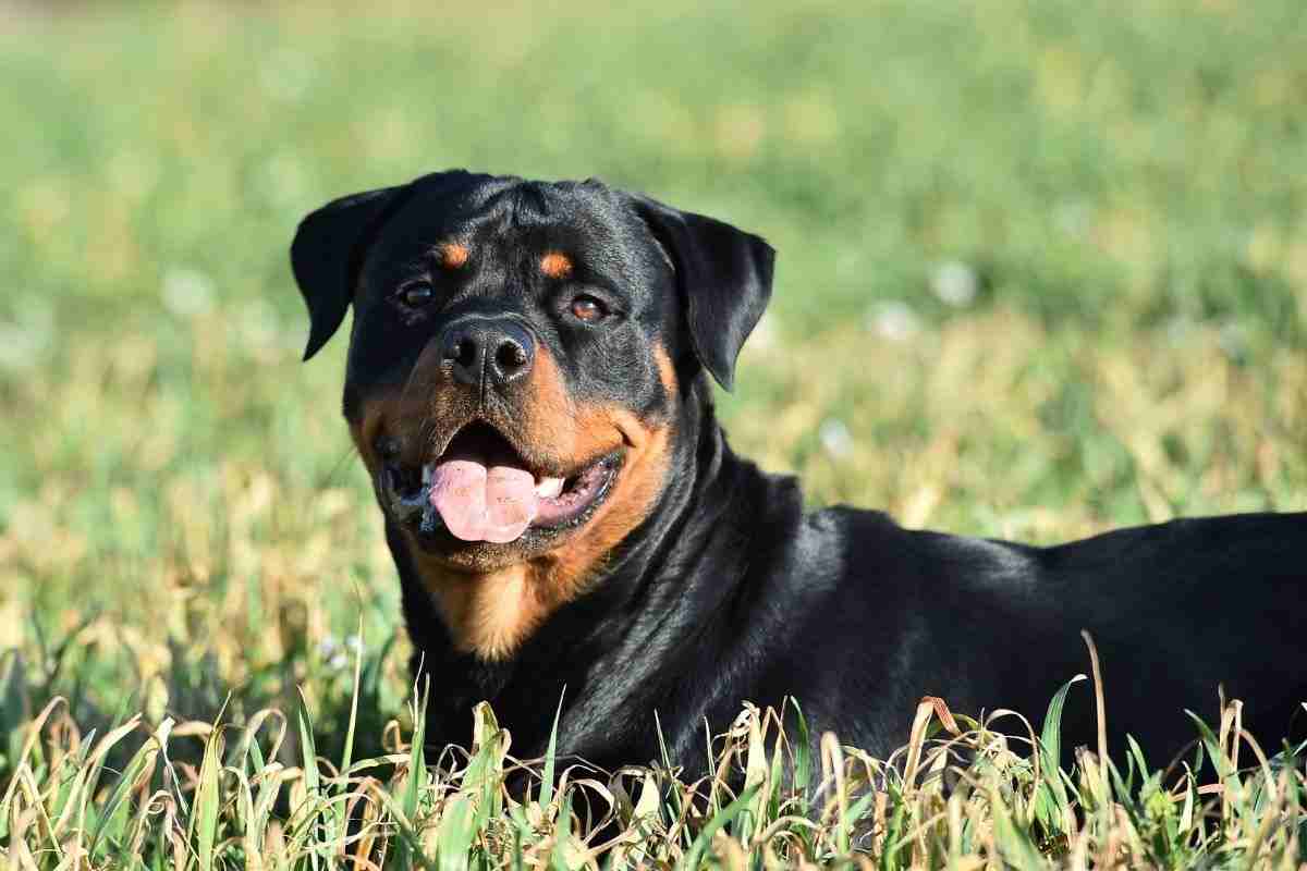 10 razze di cani adatte soltanto per proprietari esperti  --- (Fonte immagine: https://www.velvetpets.it/wp-content/uploads/2023/10/rottweiler-adulto-16102023-velvetpets.it_.jpg)