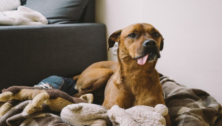 Cane e il suo comportamento