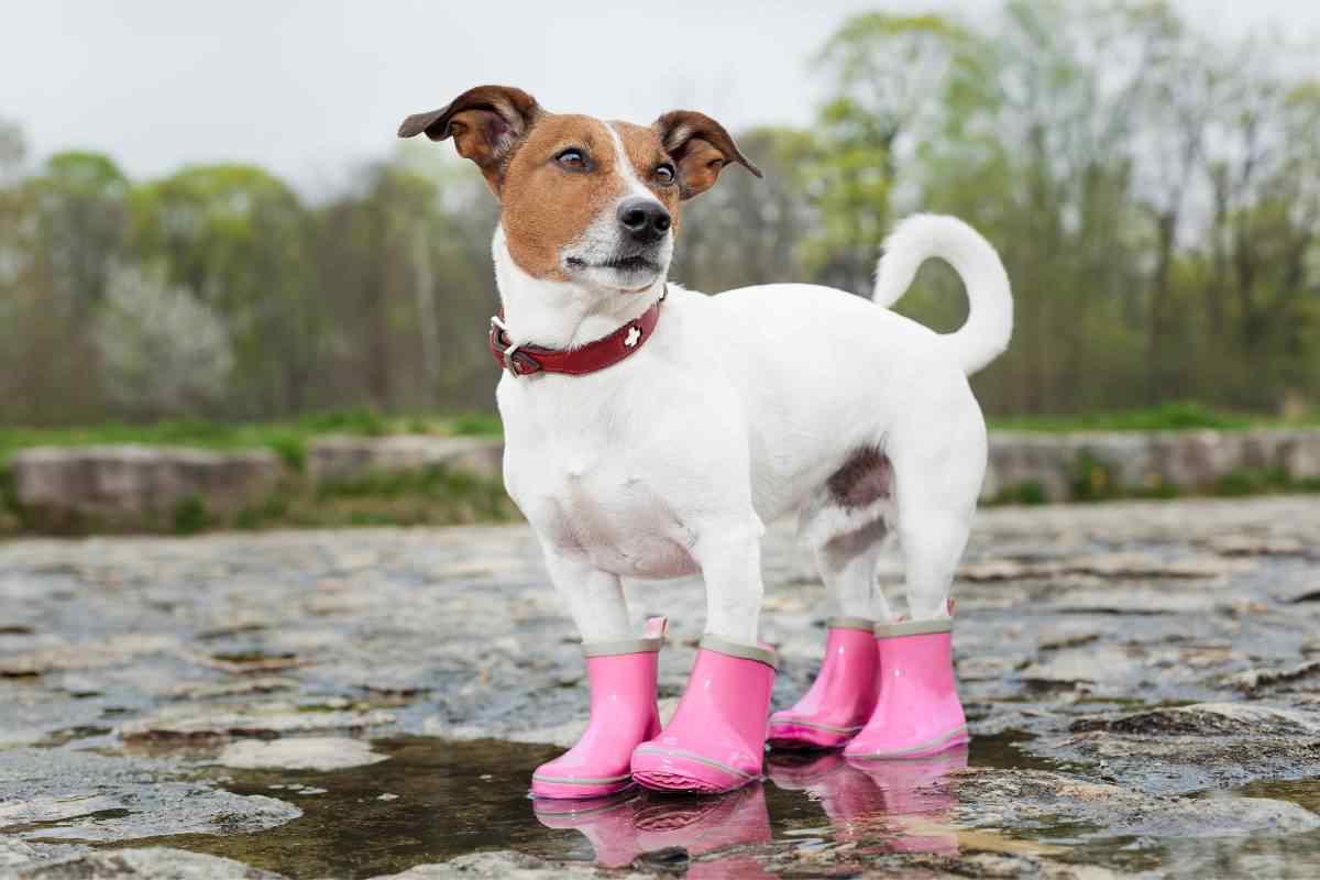 Scarpe per cani