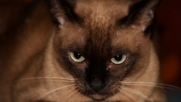 Sguardo felino