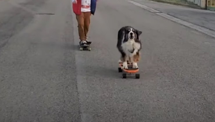 Il cane va sullo skate 