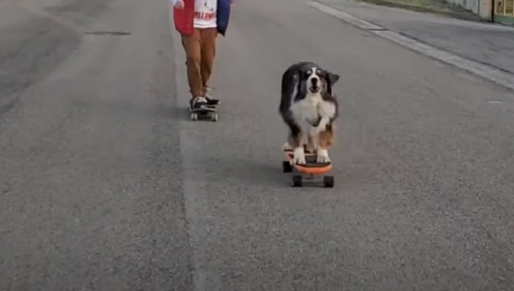 Il cane va sullo skate