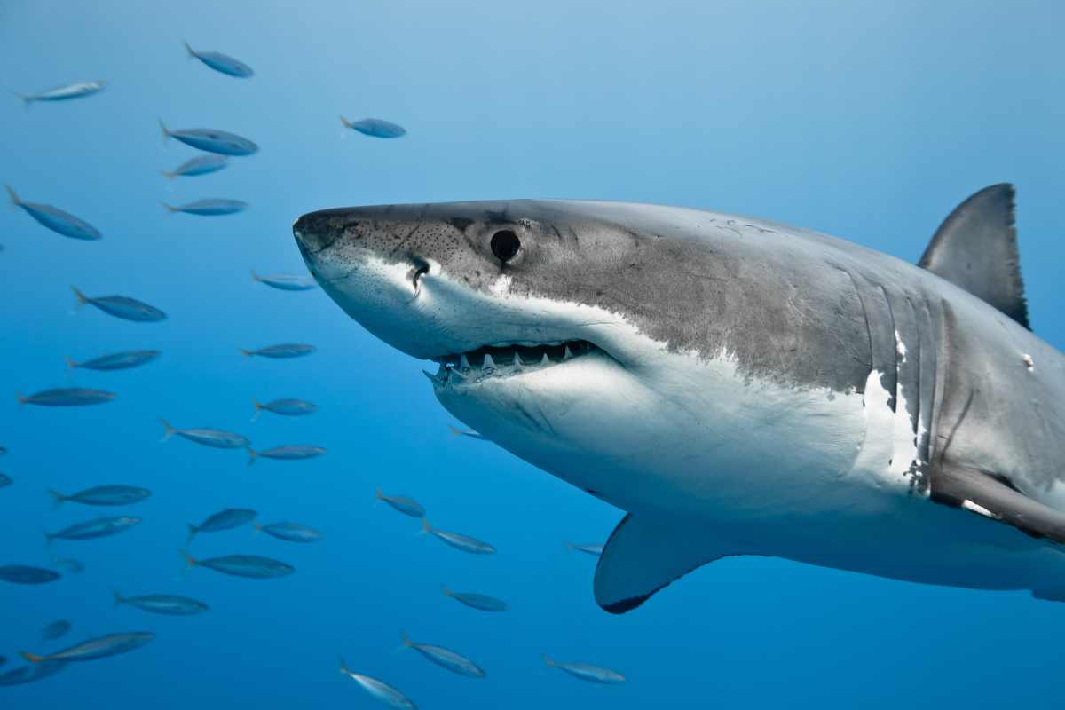esemplare di squalo bianco