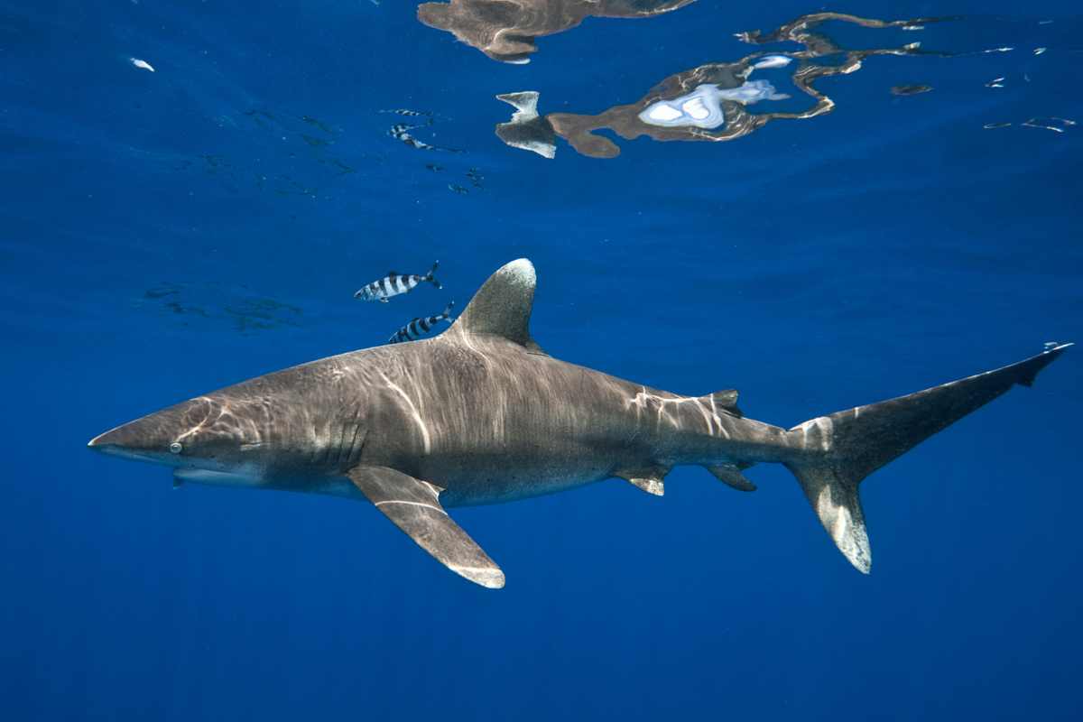 esemplare di squalo longimanus