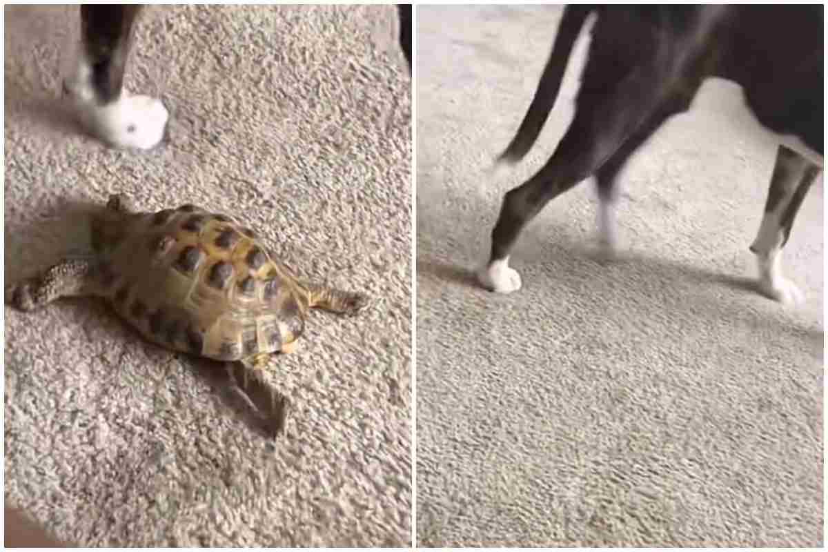cane tartaruga amici video divertente dolce 