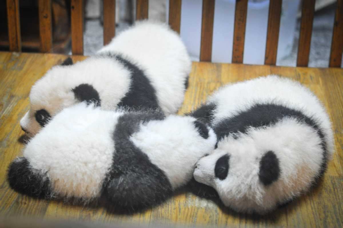 accudire cuccioli di panda