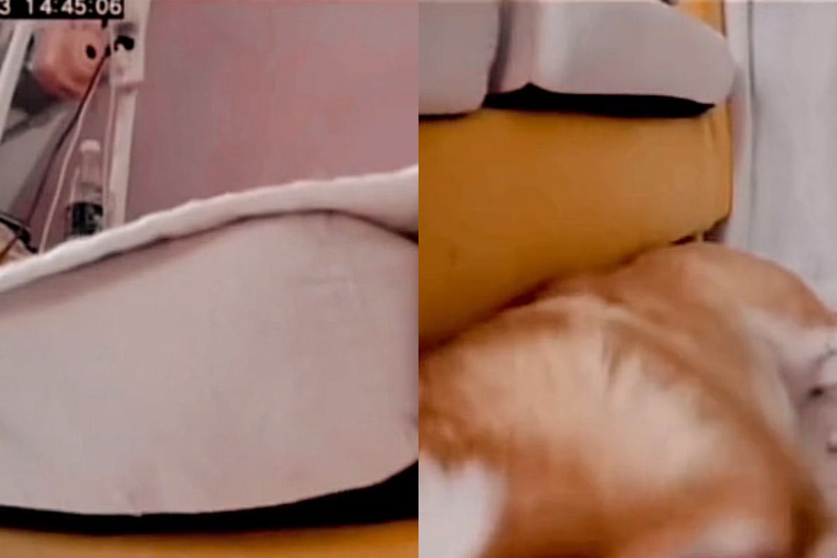 telecamera casa cagnolino