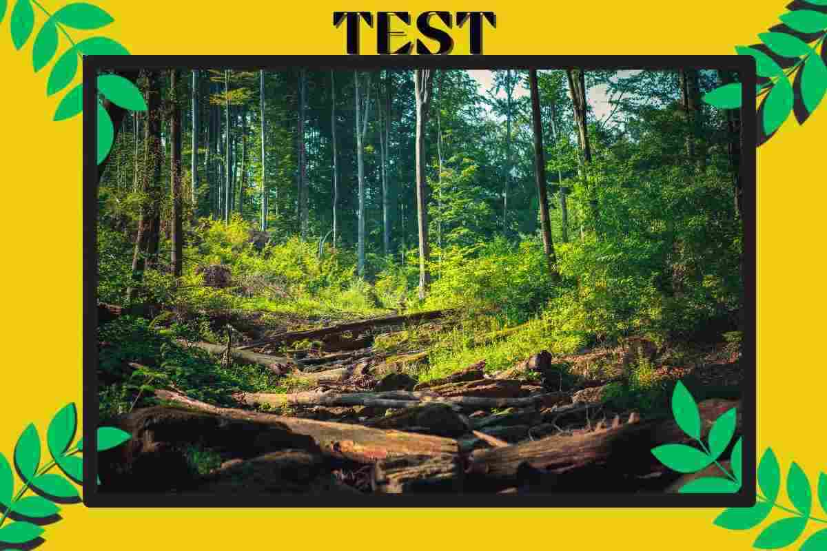 Test della foresta