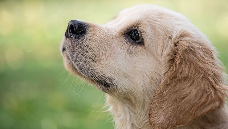 testa del cane 