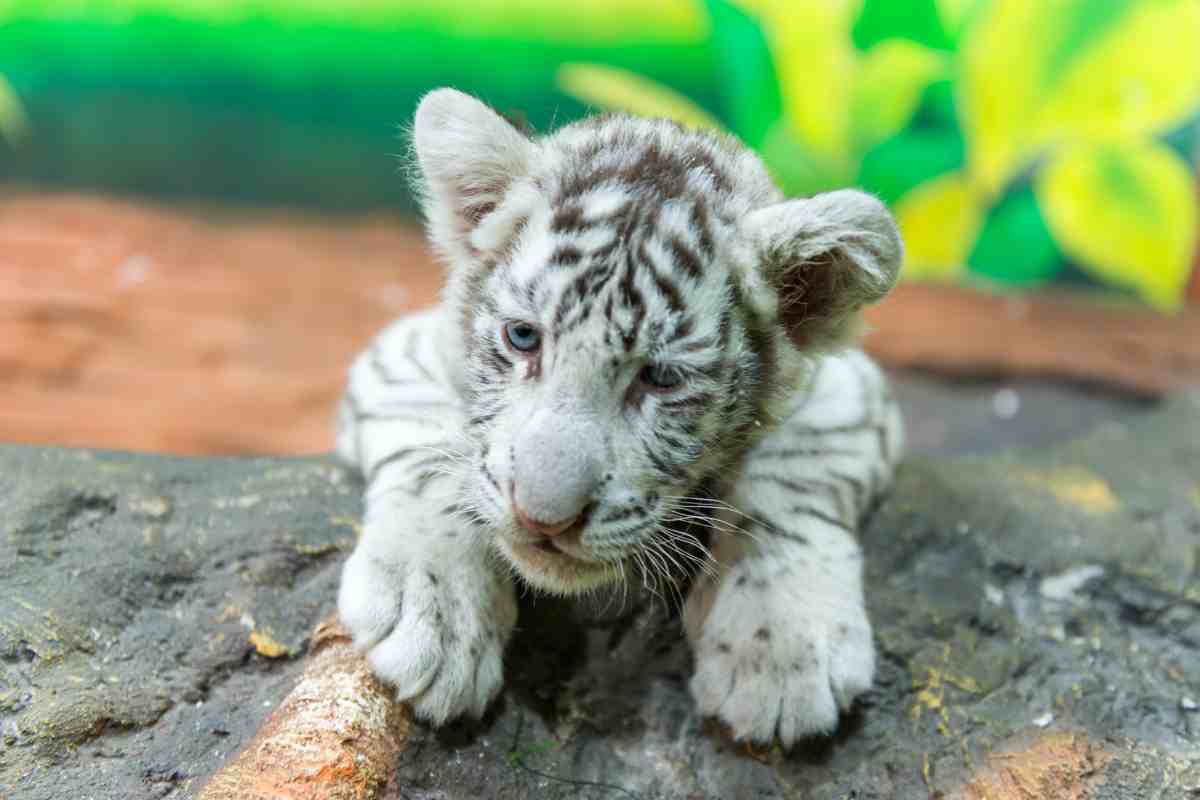 Tigre bianca amorevole