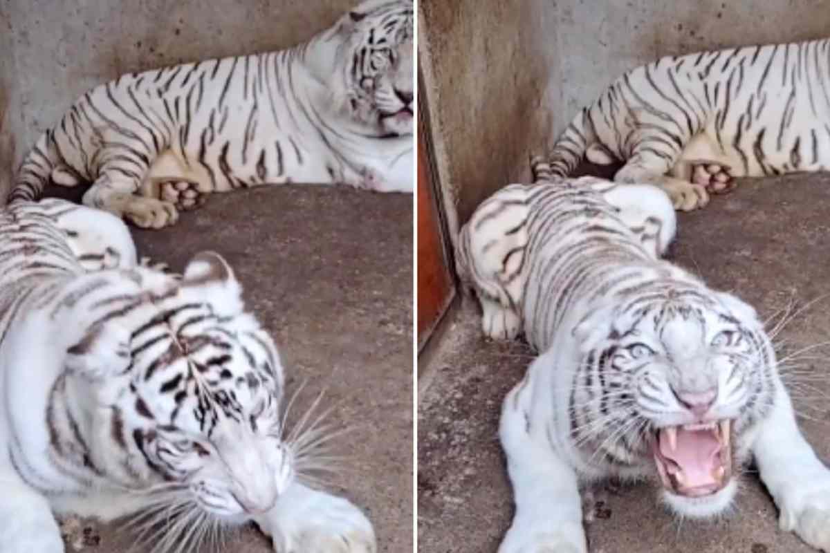 tigre bianca zoo