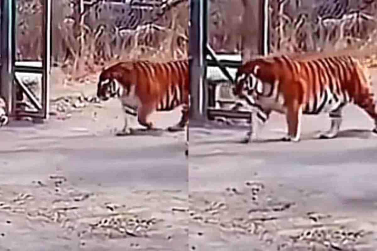 tigre capobranco video