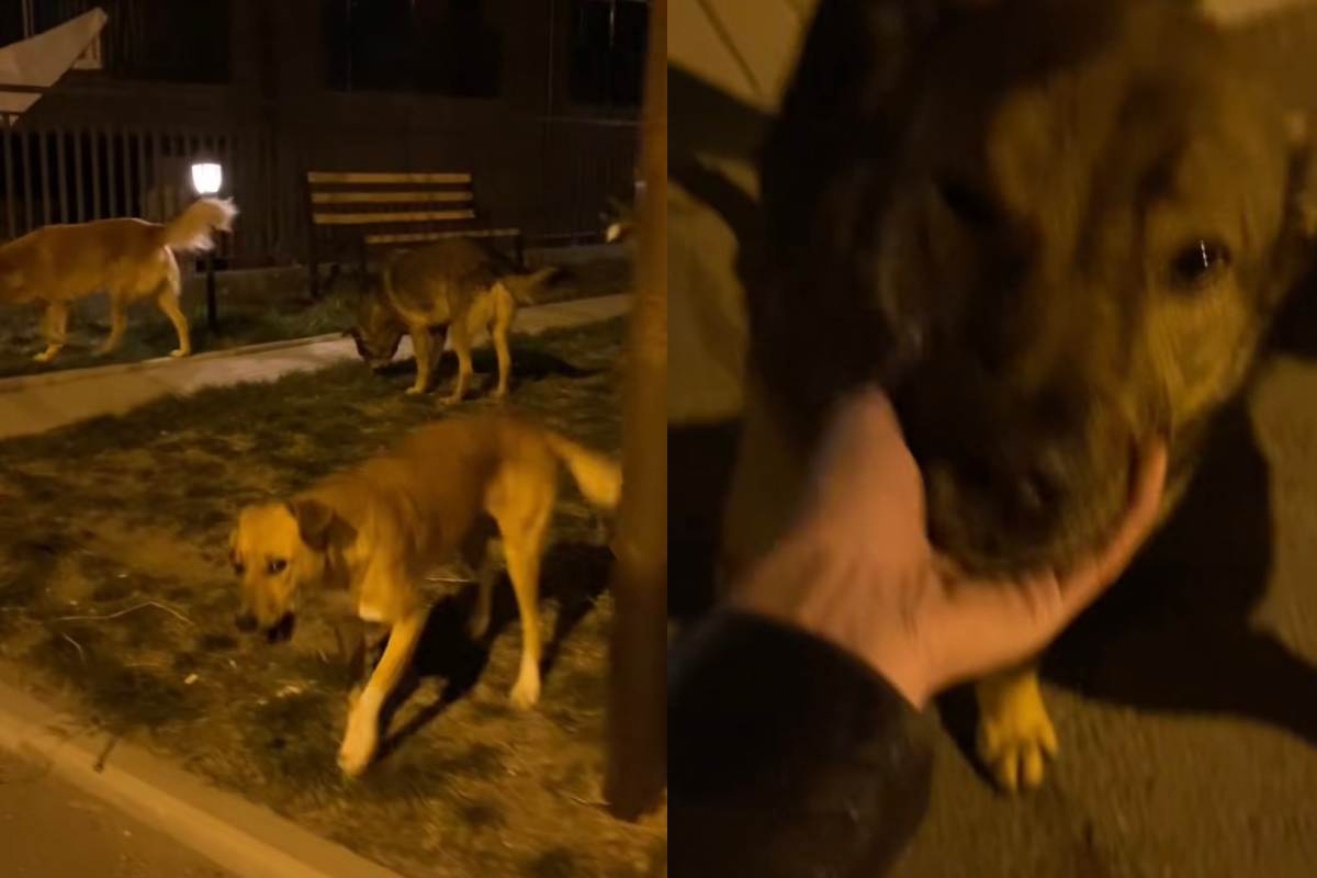 Tornare a casa di notte