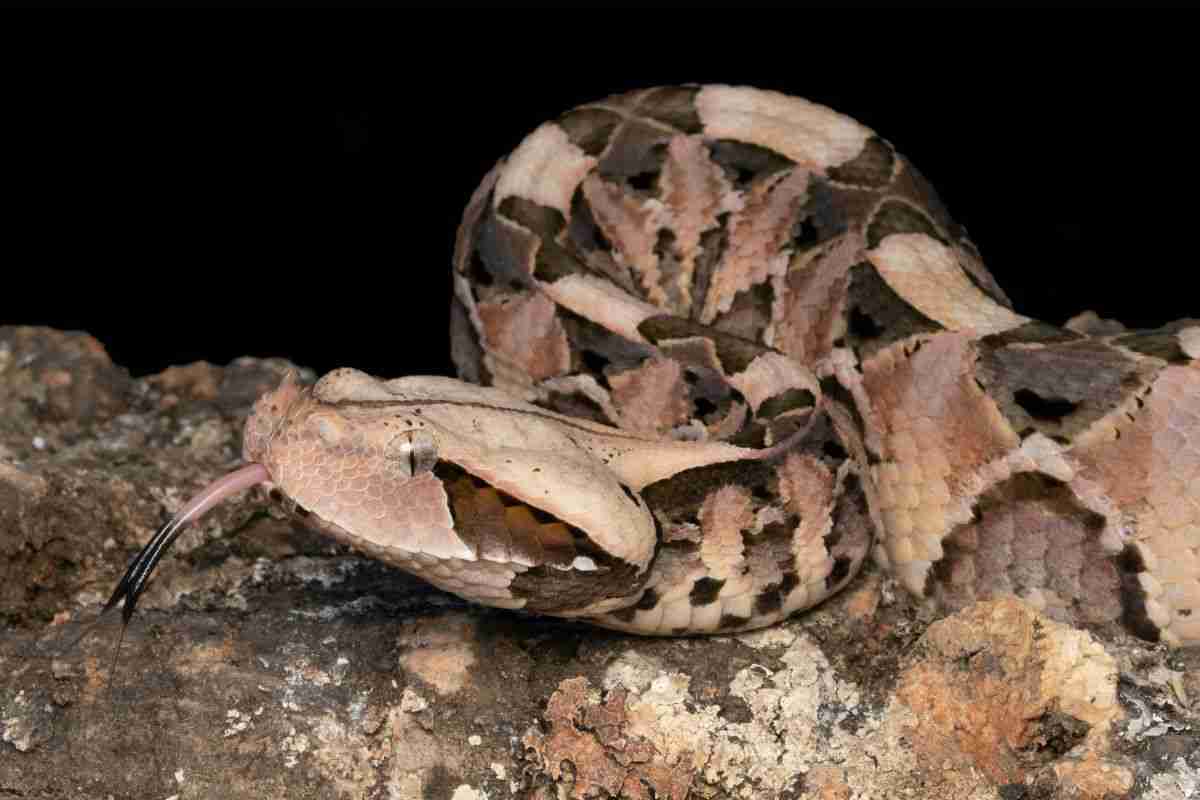 Vipera di Gibon velenosa