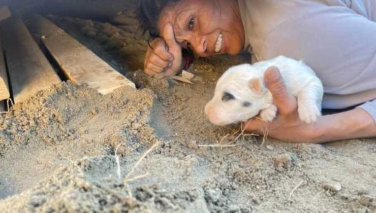 Volontaria salva il cucciolo 