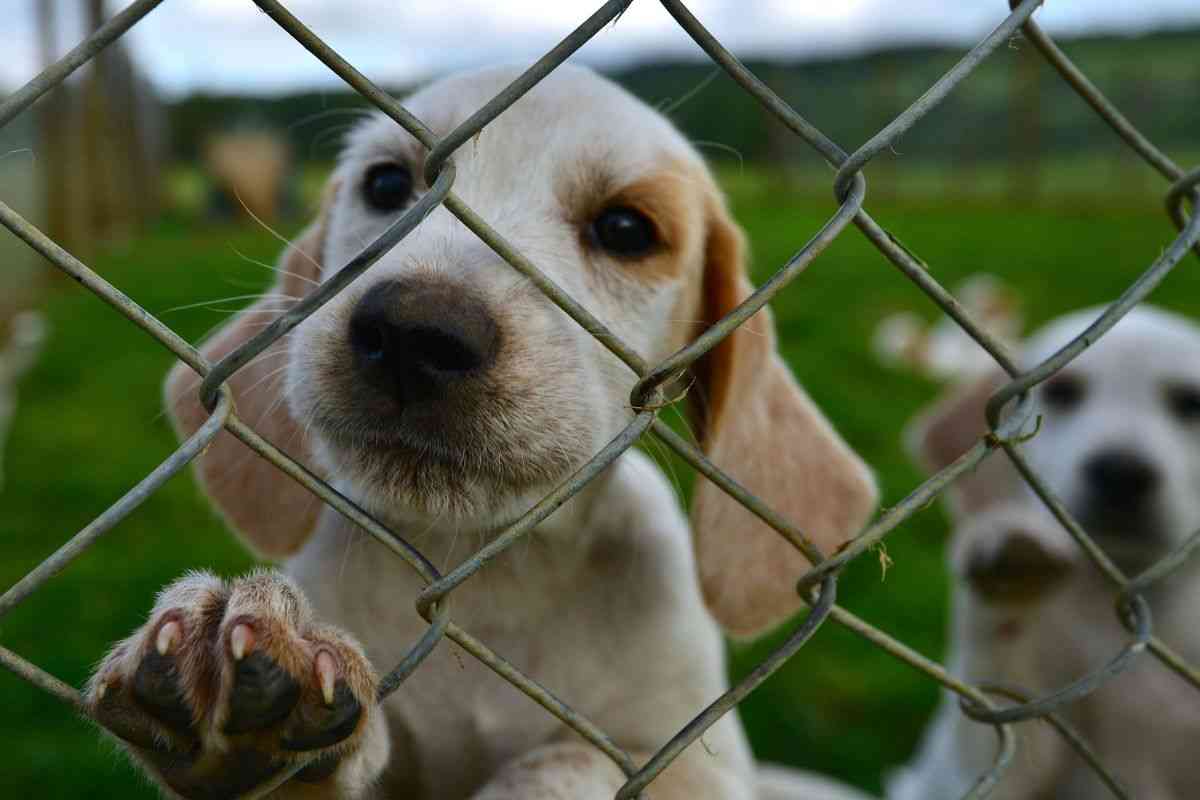 Qual è la procedura da seguire per adottare un cane in canile: requisiti, iter, informazioni utili  --- (Fonte immagine: https://www.velvetpets.it/wp-content/uploads/2023/11/Adottare-un-cane-dal-canile-velvetpets.it-27112023-1.jpg)