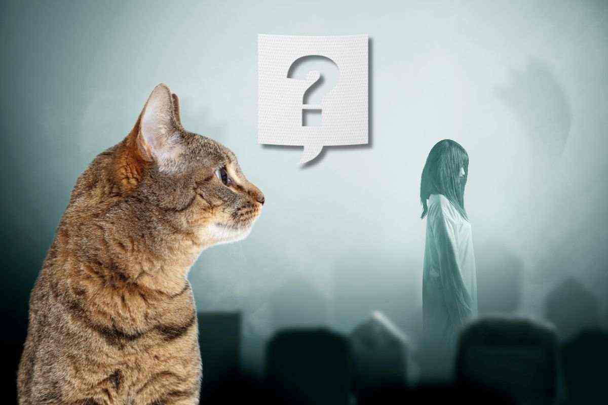 gatto e fantasma