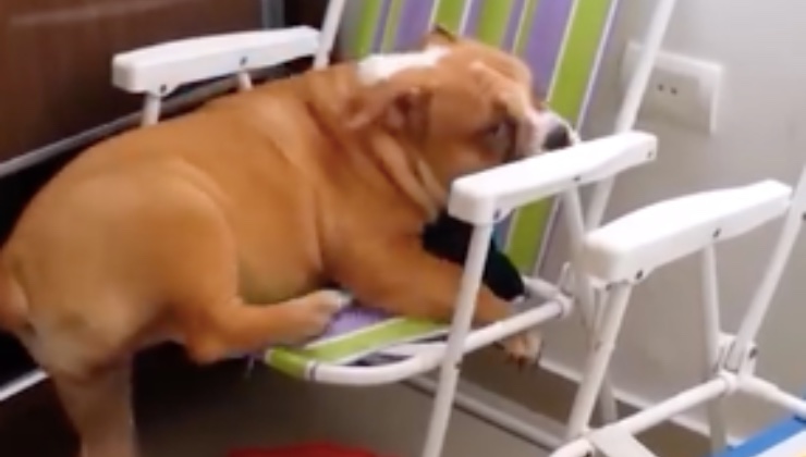 Il Bulldog in difficoltà