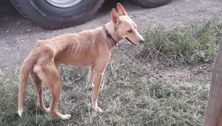 Cagnolina incatenata 