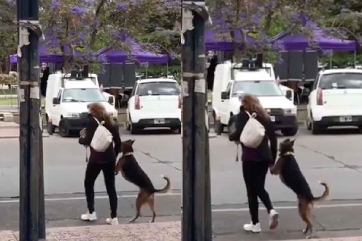 Cane aiuta una donna ad attraversare
