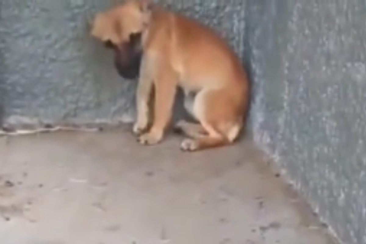 Cane viene abbandonato ai bordi della strada