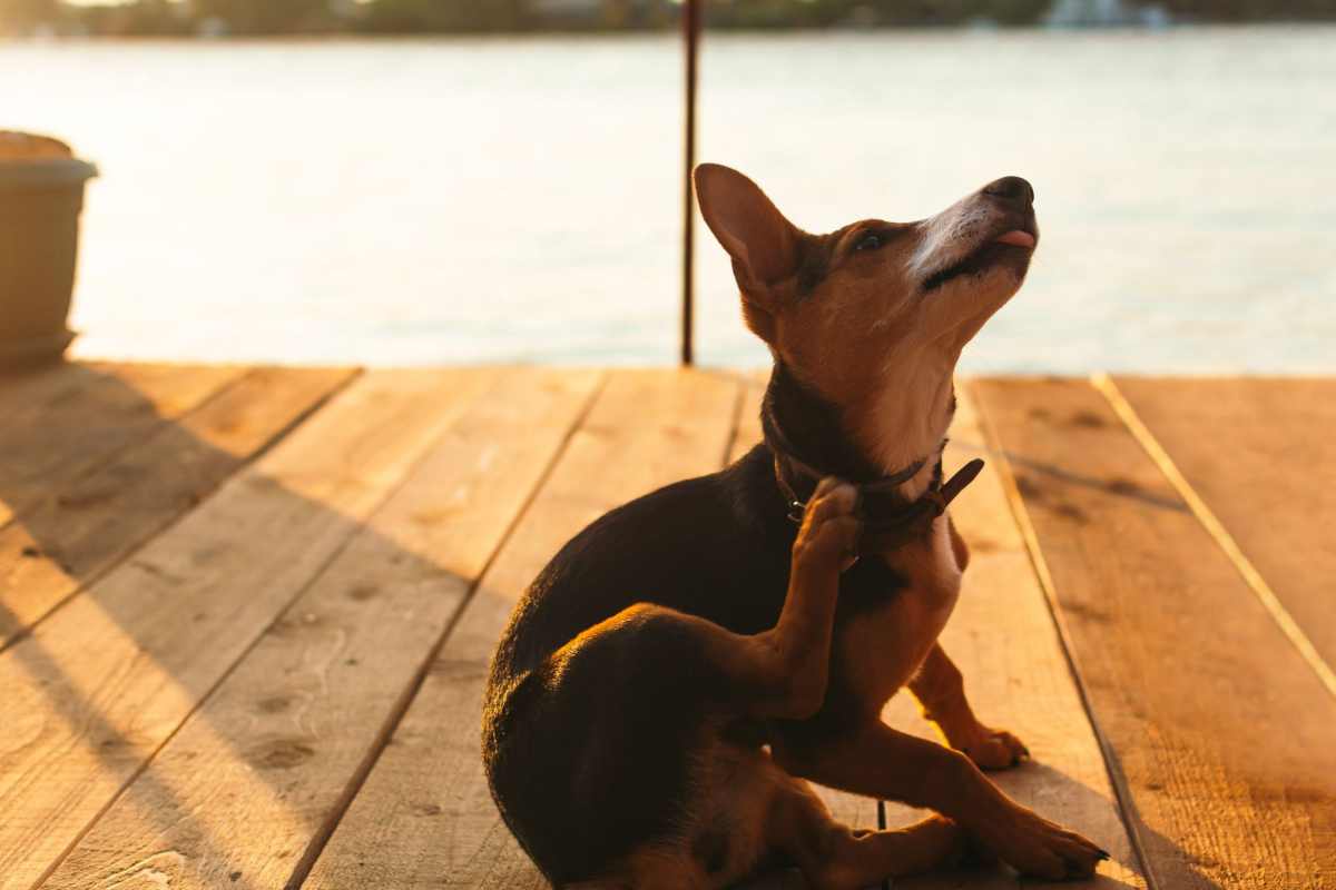 Il cane soffre di allergia cutanea