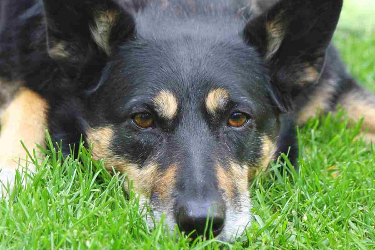 Escogitare metodo per cani annoiati