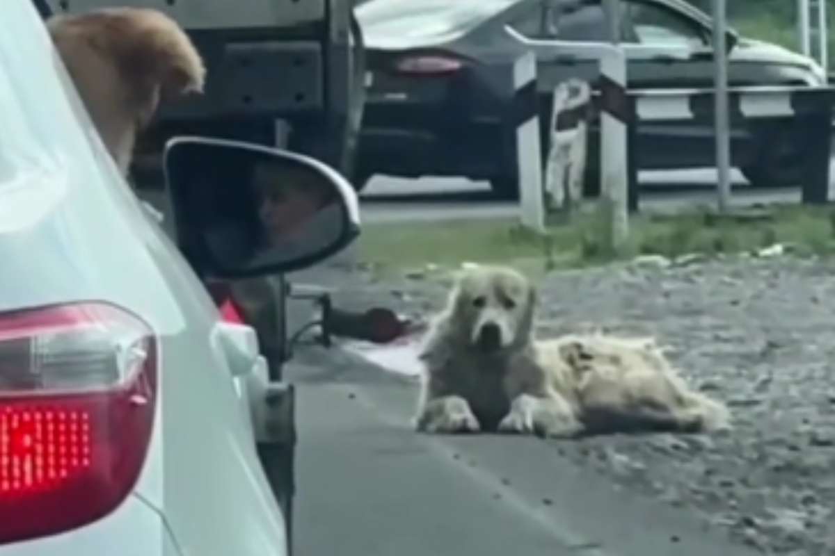 Cani fortunati e altri del tutto sfortunati