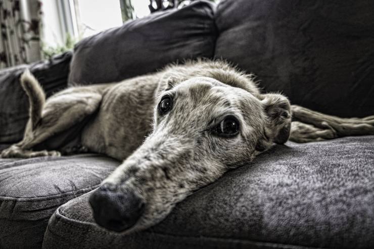 Cane sul divano, relax