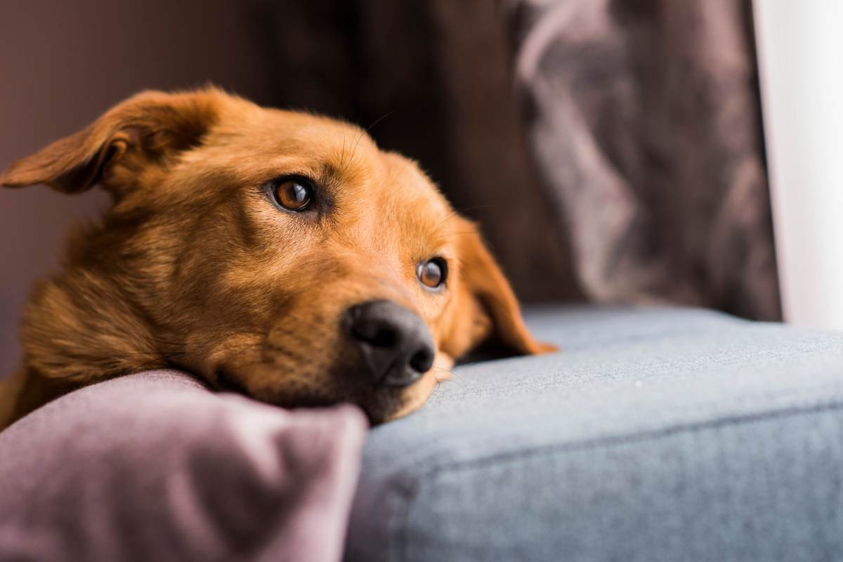 Cane che non abbaia in casa