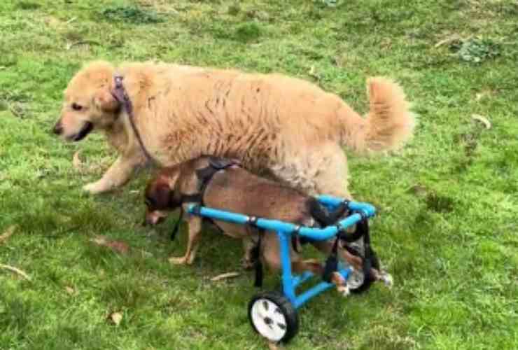 Cane trasporta un amico