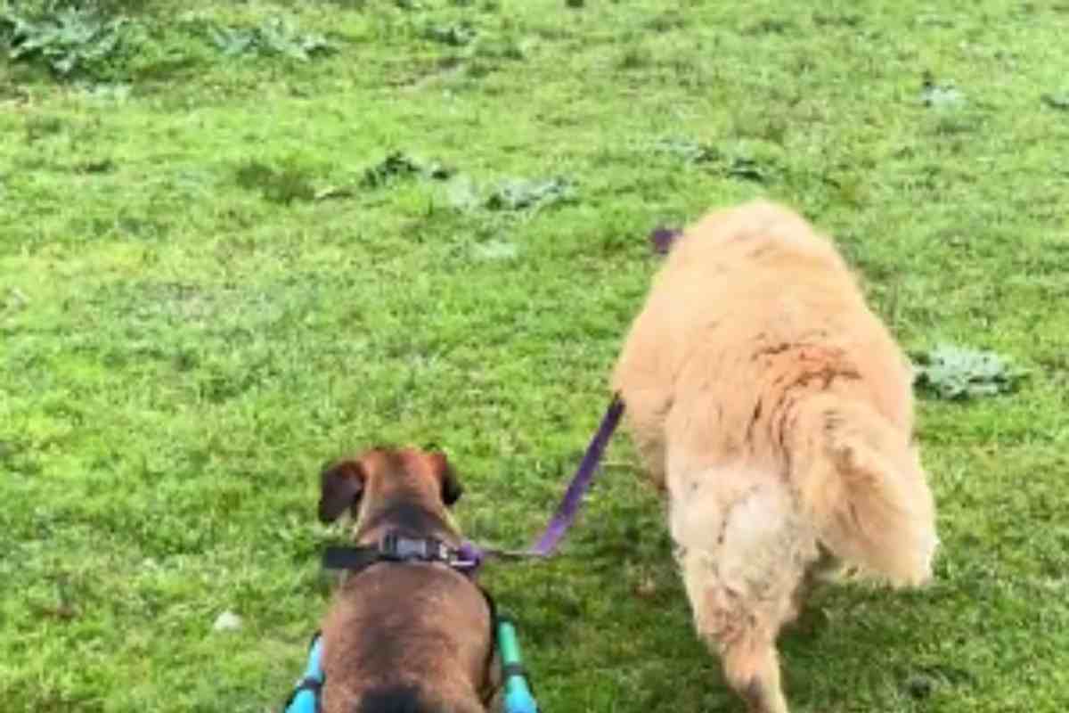I cani sono due amici da esempio
