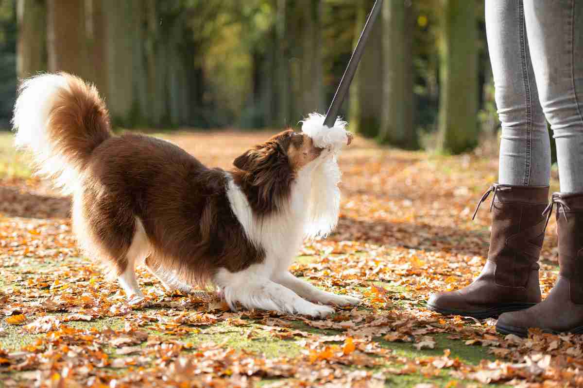 Ecco le razze di cani più difficili da gestire