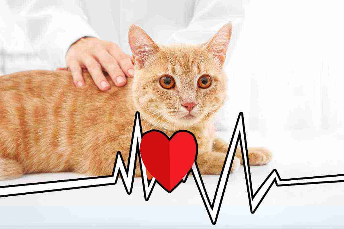 Cardiomiopatia del gatto: cosa è e sintomi
